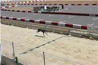 Chrt_dostihy_CGDF_Greyhound_Racing_Praha_Bookmakers_IMG_5988.JPG