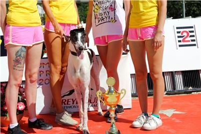 Chrt_dostihy_Greyhound_park_motol_Summer_Prix_Praha_2017_IMG_7026.jpg