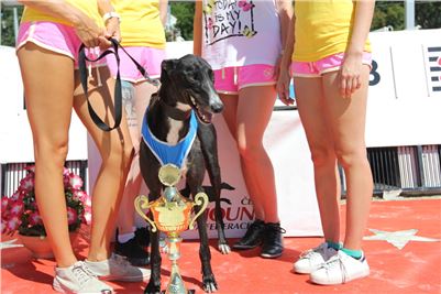 Chrt_dostihy_Greyhound_park_motol_Summer_Prix_Praha_2017_IMG_7171.jpg