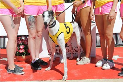 Chrt_dostihy_Greyhound_park_motol_Summer_Prix_Praha_2017_IMG_7297.jpg