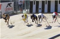 Chrt_dostihy_Greyhound_park_motol_Summer_Prix_Praha_2017_IMG_6954.jpg