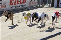 Chrt_dostihy_Greyhound_park_motol_Summer_Prix_Praha_2017_IMG_6955.jpg