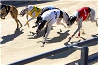 Chrt_dostihy_Greyhound_park_motol_Summer_Prix_Praha_2017_IMG_6956.jpg