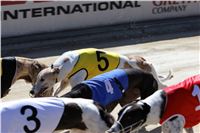 Chrt_dostihy_Greyhound_park_motol_Summer_Prix_Praha_2017_IMG_6957.jpg