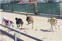 Chrt_dostihy_Greyhound_park_motol_Summer_Prix_Praha_2017_IMG_6958.jpg