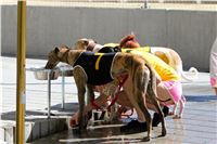 Chrt_dostihy_Greyhound_park_motol_Summer_Prix_Praha_2017_IMG_6969.jpg