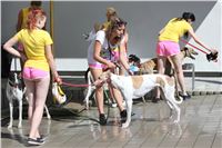 Chrt_dostihy_Greyhound_park_motol_Summer_Prix_Praha_2017_IMG_6972.jpg