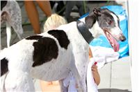 Chrt_dostihy_Greyhound_park_motol_Summer_Prix_Praha_2017_IMG_6984.jpg