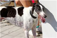 Chrt_dostihy_Greyhound_park_motol_Summer_Prix_Praha_2017_IMG_6985.jpg