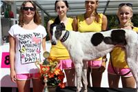 Chrt_dostihy_Greyhound_park_motol_Summer_Prix_Praha_2017_IMG_6996.jpg