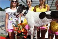 Chrt_dostihy_Greyhound_park_motol_Summer_Prix_Praha_2017_IMG_6997.jpg