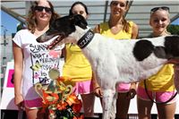 Chrt_dostihy_Greyhound_park_motol_Summer_Prix_Praha_2017_IMG_6998.jpg