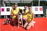 Chrt_dostihy_Greyhound_park_motol_Summer_Prix_Praha_2017_IMG_7003.jpg