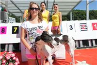 Chrt_dostihy_Greyhound_park_motol_Summer_Prix_Praha_2017_IMG_7014.jpg