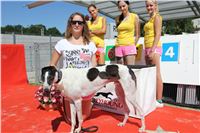 Chrt_dostihy_Greyhound_park_motol_Summer_Prix_Praha_2017_IMG_7015.jpg