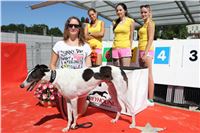 Chrt_dostihy_Greyhound_park_motol_Summer_Prix_Praha_2017_IMG_7016.jpg