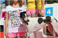 Chrt_dostihy_Greyhound_park_motol_Summer_Prix_Praha_2017_IMG_7020.jpg