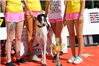Chrt_dostihy_Greyhound_park_motol_Summer_Prix_Praha_2017_IMG_7025.jpg