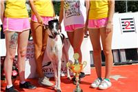 Chrt_dostihy_Greyhound_park_motol_Summer_Prix_Praha_2017_IMG_7026.jpg