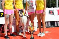 Chrt_dostihy_Greyhound_park_motol_Summer_Prix_Praha_2017_IMG_7027.jpg