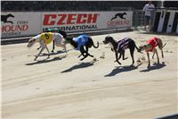Chrt_dostihy_Greyhound_park_motol_Summer_Prix_Praha_2017_IMG_7063.jpg