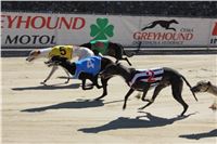 Chrt_dostihy_Greyhound_park_motol_Summer_Prix_Praha_2017_IMG_7064.jpg