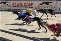 Chrt_dostihy_Greyhound_park_motol_Summer_Prix_Praha_2017_IMG_7065.jpg