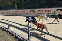 Chrt_dostihy_Greyhound_park_motol_Summer_Prix_Praha_2017_IMG_7066.jpg