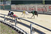 Chrt_dostihy_Greyhound_park_motol_Summer_Prix_Praha_2017_IMG_7068.jpg