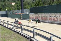 Chrt_dostihy_Greyhound_park_motol_Summer_Prix_Praha_2017_IMG_7069.jpg