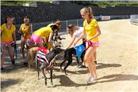 Chrt_dostihy_Greyhound_park_motol_Summer_Prix_Praha_2017_IMG_7075.jpg