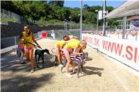 Chrt_dostihy_Greyhound_park_motol_Summer_Prix_Praha_2017_IMG_7077.jpg