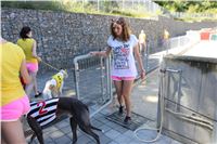 Chrt_dostihy_Greyhound_park_motol_Summer_Prix_Praha_2017_IMG_7094.jpg