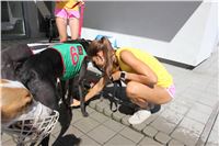 Chrt_dostihy_Greyhound_park_motol_Summer_Prix_Praha_2017_IMG_7099.jpg