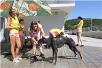 Chrt_dostihy_Greyhound_park_motol_Summer_Prix_Praha_2017_IMG_7108.jpg