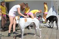 Chrt_dostihy_Greyhound_park_motol_Summer_Prix_Praha_2017_IMG_7109.jpg