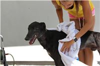 Chrt_dostihy_Greyhound_park_motol_Summer_Prix_Praha_2017_IMG_7120.jpg