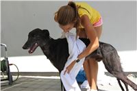 Chrt_dostihy_Greyhound_park_motol_Summer_Prix_Praha_2017_IMG_7122.jpg