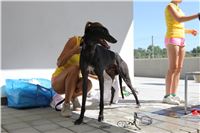 Chrt_dostihy_Greyhound_park_motol_Summer_Prix_Praha_2017_IMG_7126.jpg