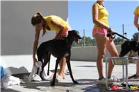 Chrt_dostihy_Greyhound_park_motol_Summer_Prix_Praha_2017_IMG_7129.jpg