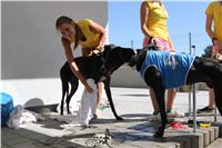 Chrt_dostihy_Greyhound_park_motol_Summer_Prix_Praha_2017_IMG_7130.jpg