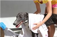 Chrt_dostihy_Greyhound_park_motol_Summer_Prix_Praha_2017_IMG_7136.jpg