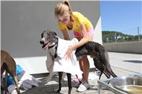 Chrt_dostihy_Greyhound_park_motol_Summer_Prix_Praha_2017_IMG_7137.jpg