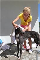 Chrt_dostihy_Greyhound_park_motol_Summer_Prix_Praha_2017_IMG_7139.jpg