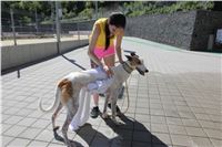 Chrt_dostihy_Greyhound_park_motol_Summer_Prix_Praha_2017_IMG_7141.jpg