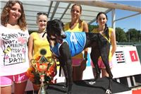 Chrt_dostihy_Greyhound_park_motol_Summer_Prix_Praha_2017_IMG_7164.jpg