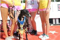 Chrt_dostihy_Greyhound_park_motol_Summer_Prix_Praha_2017_IMG_7170.jpg