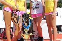 Chrt_dostihy_Greyhound_park_motol_Summer_Prix_Praha_2017_IMG_7172.jpg