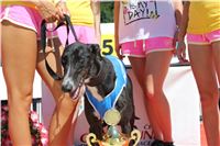 Chrt_dostihy_Greyhound_park_motol_Summer_Prix_Praha_2017_IMG_7173.jpg