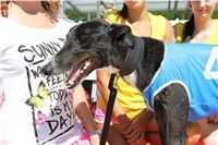 Chrt_dostihy_Greyhound_park_motol_Summer_Prix_Praha_2017_IMG_7180.jpg